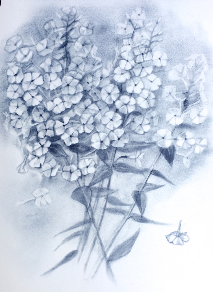 Phloxes - My, Phlox, Graphics, Dry brush, Butter, Bouquet, Luboff00, Flowers, Drawing