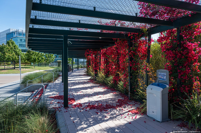 Самый крутой офис "Гугл": не работа, а курорт Google, Калифорния, Кремниевая Долина, Офис, США, Сан-Хосе, Длиннопост