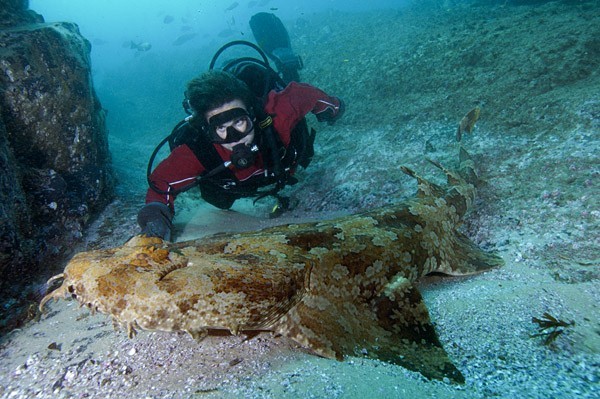 THE DISCRETE CHARM OF CARPET SHARKS. - Shark, Marine life, Who lives at the bottom of the ocean, Video, Longpost, Carpet shark