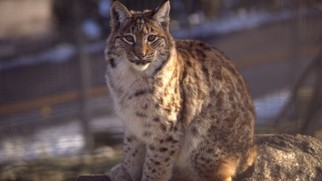 Brave guy pulled an adult lynx out of a trap - Lynx, Trap, , , Video