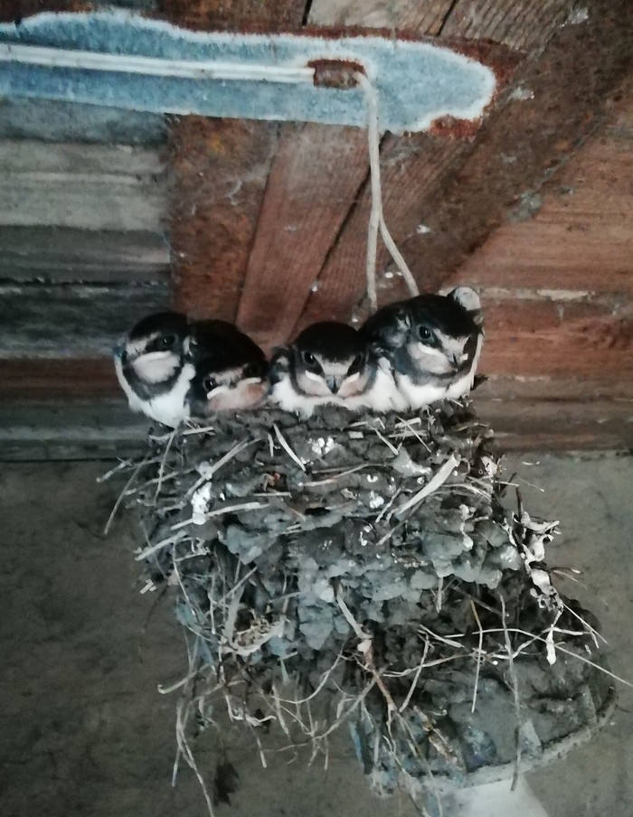 Gang - My, Nature, Birds, Martin, Nest