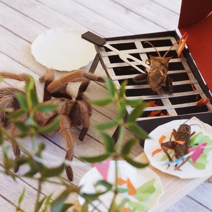 Spider on a picnic. - Spider, Om-Nom-nom