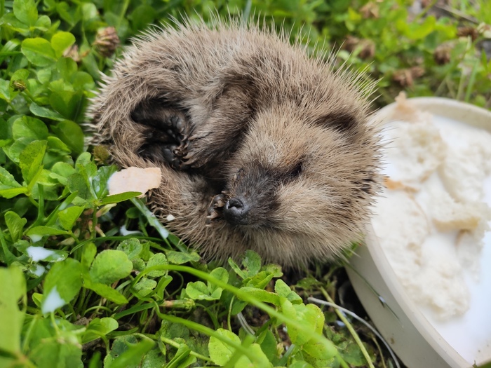 hedgehog sleeping - My, Hedgehog, Little, Dream