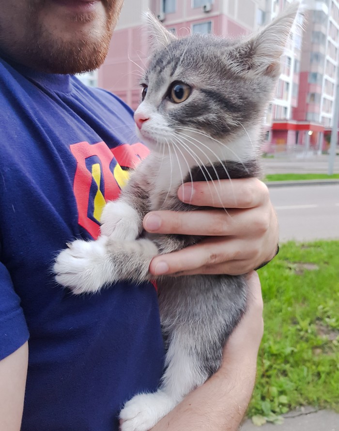 Another kitten found its people - My, Catomafia, Awl in the ass, Purring, Longpost, cat