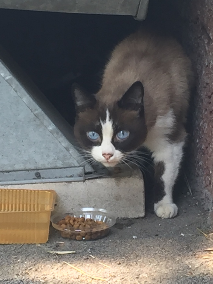 Found a cat in Kemerovo. - My, Cats, Lost, Longpost, cat, In good hands, Kemerovo, No rating