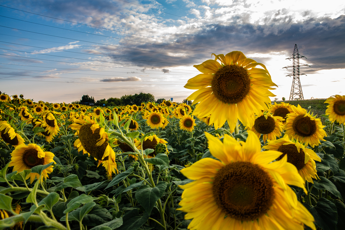 Подсолнухи - выросли солнышки