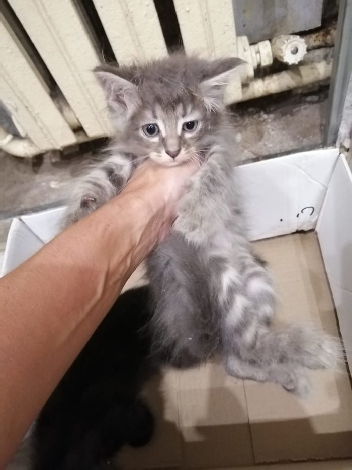 Abandoned kittens-babies in the entrance!! Looking for a home for the little ones! - cat, Moscow, Kittens, Longpost, In good hands, No rating, Help, Helping animals