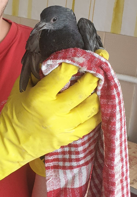 Surprise from ventilation - My, Pigeon, Animal Rescue, Video, Longpost, Vertical video