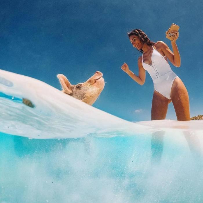 фотка свиньи в майнкрафте. 1564148241138288699. фотка свиньи в майнкрафте фото. фотка свиньи в майнкрафте-1564148241138288699. картинка фотка свиньи в майнкрафте. картинка 1564148241138288699. Просить помощи в том, чего не умеешь — нормально, природой так и задумано. Вот взять африканских хрюшек-бородавочников. На самом деле они дружат не с сурикатами, как нам показал Дисней, а с мангустами — их старшими родичами. Там, где пасётся стадо патлатых свинок, всегда найдётся стайка мангустов, и наоборот. И дружба эта строится на взаимовыгодном сотрудничестве.