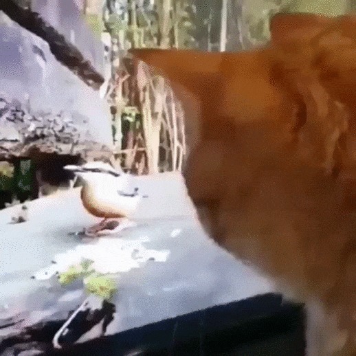 Поймай мне птичку! Кот, Котомафия, Домашние животные, Птицы, Телевизор, Рука, Видео, Гифка