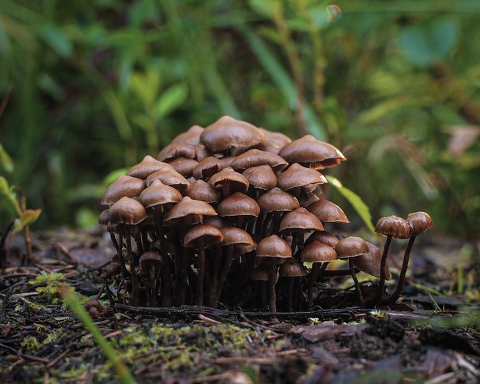 mushroom family - My, The photo, Mushrooms, Olympus, Macro photography, Syktyvkar, Komi, Photographer