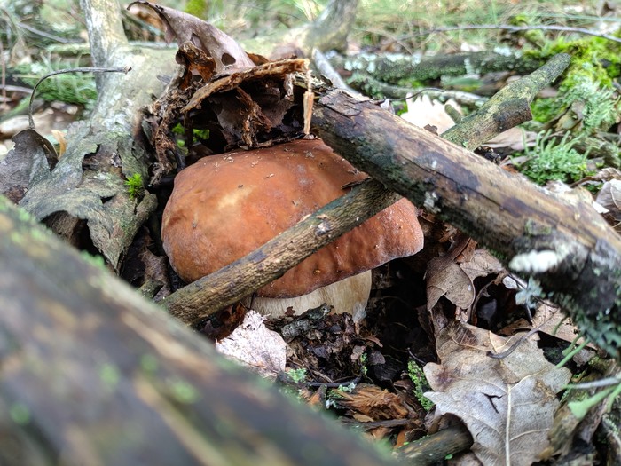 Silent hunt - My, Silent hunt, Mushrooms, Longpost