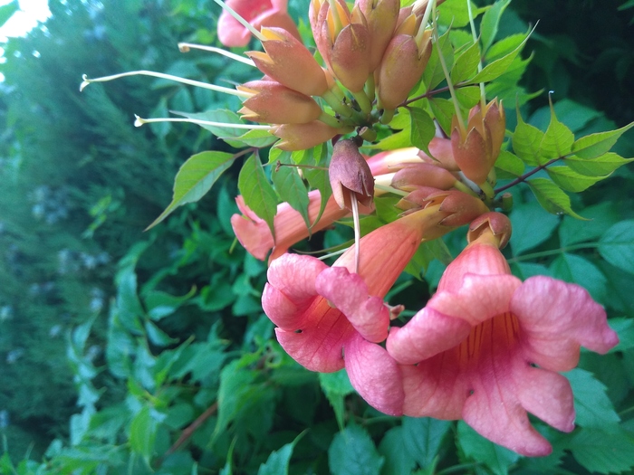 Sochi Arboretum - My, Summer, Flowers, Sochi, Arboretum, Greenery, The photo, Longpost