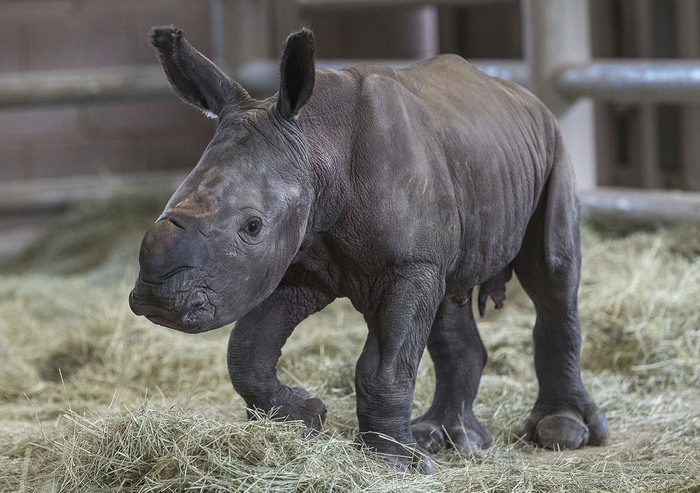 Female southern white rhino gives birth to calf through artificial insemination - The science, news, Animals, Rhinoceros, Young, Milota, Biology