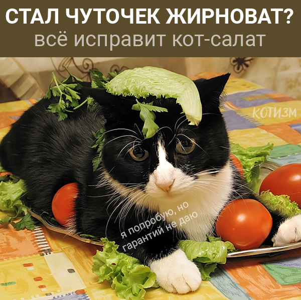 Нет безвыходных ситуаций. Есть коты. - Моё, Кот, Абсурдный юмор, Картинка с текстом, Длиннопост, Странный юмор