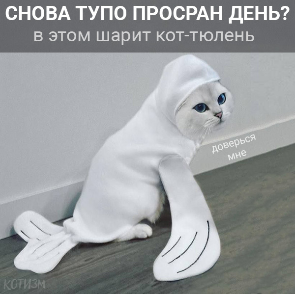 Нет безвыходных ситуаций. Есть коты. - Моё, Кот, Абсурдный юмор, Картинка с текстом, Длиннопост, Странный юмор