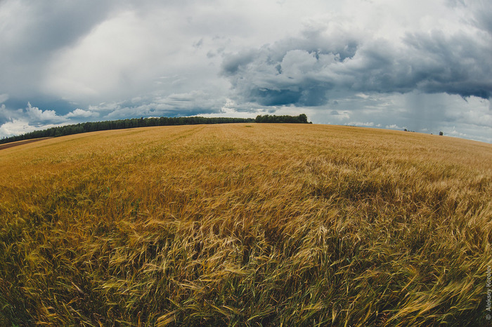 The rain is coming - My, Sky, Harvest, Weather, Field, The photo