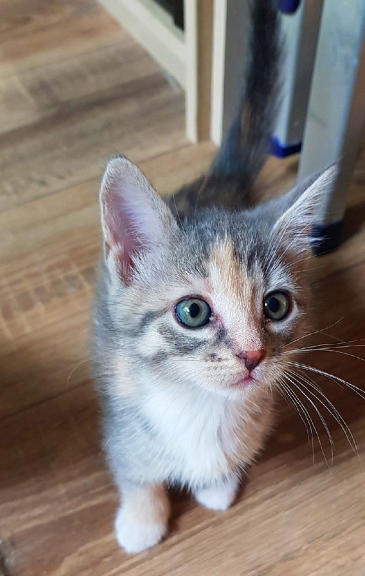 Kittens from a domestic cat, driven out into the porch, are looking for a home. - My, cat, In good hands, Looking for a home, Help, No rating, Longpost, Saint Petersburg, Looking for a master, Helping animals