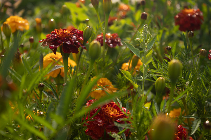 Bright colors of summer... Flowers after the rain.... - The photo, Longpost, After the rain, Beginning photographer, Summer, My