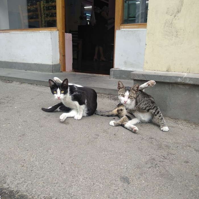 Tbilisi cats - My, , Hoba, cat