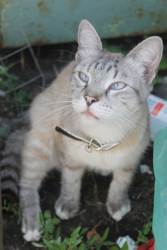 Мой личный Котоленд 191 - Моё, Кот, Приют, Добро, Помощь, Липецк, Котоленд, Длиннопост, Без рейтинга, Доброта, Приют Котоленд