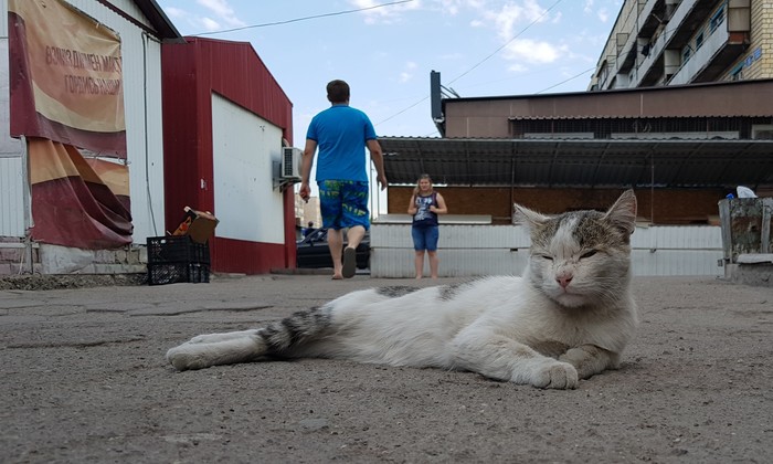 Уставший от жары - Моё, Кот, Тепло, Караганда, Бродяга