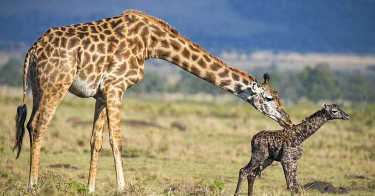 Как рожают жирафы. Жираф и Жирафенок. Жираф рождается. Жираф родился. Роды жирафа.