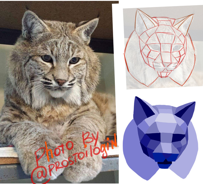 Analysis of fractures of the cat's head (criticism is welcome) - My, Lynx, Analysis, Plane, , Redline, Art, cat, Building