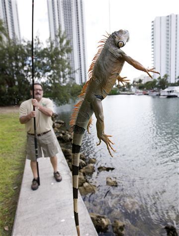Iguana Invasion in Miami - My, Animals, Florida, Iguana, Tropics, Dinosaurs, USA, Miami, The americans, Video, Longpost