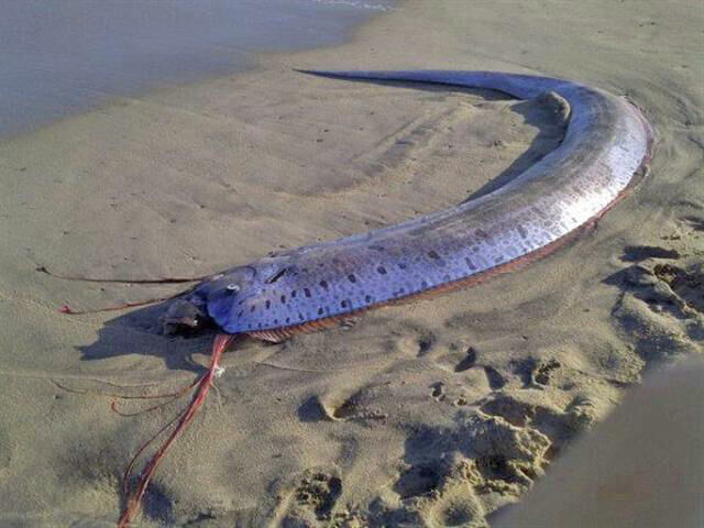 The oarfish sailed to the shores of Russia for the first time - A fish, Signs, Herring King, Primorsky Krai
