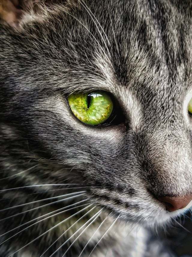 Beautiful eyes - cat, Eyes, Green