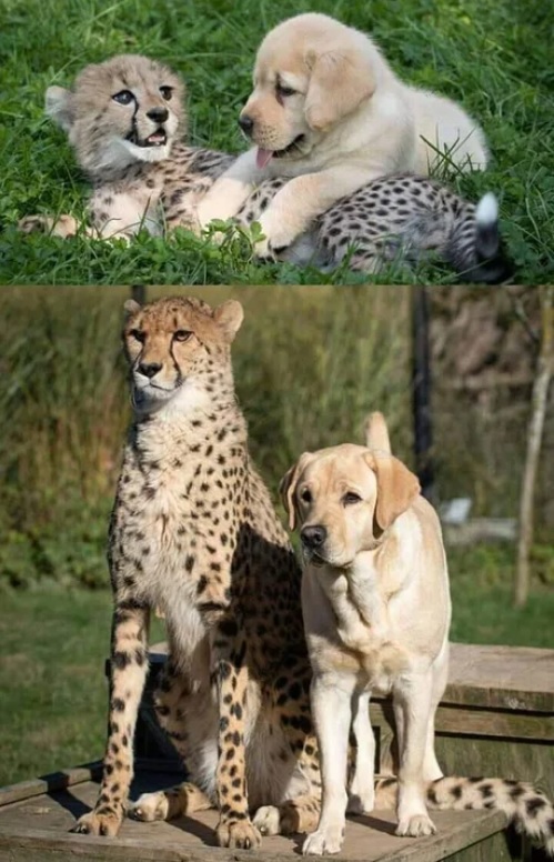 Friends - Friends, The photo, Animals, Milota, Labrador, Cheetah, Dog