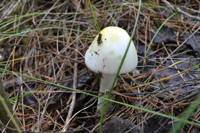 My fly agaric hike - My, Mushrooms, Silent hunt, Toadstool, Boletus, Lactarius, The photo, Longpost