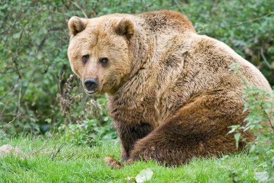 "Я не толстый"