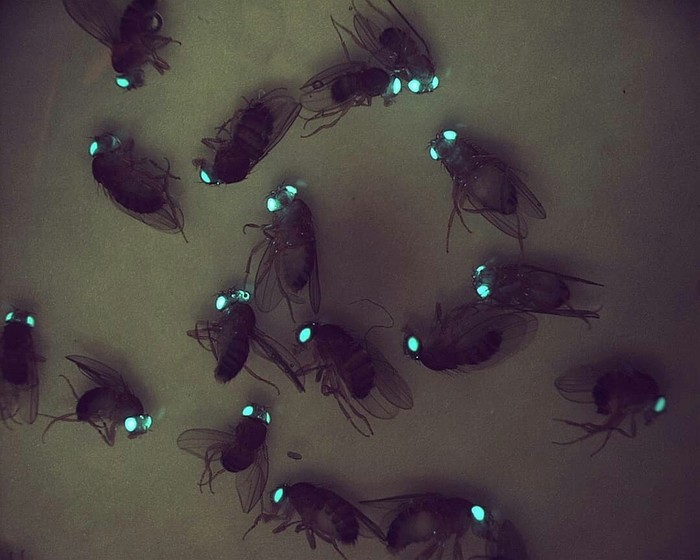 Fruit flies with the green fluorescent protein gene. - Biology, Genetic Engineering, GMO, Insects, Drosophila, Kripota