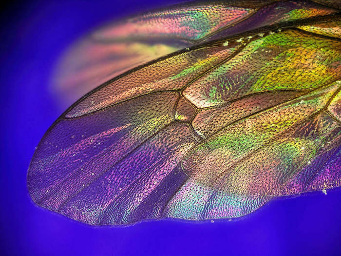 Equestrian wing under a microscope - My, Macro, Wings, Insects, beauty, Microscope, Polarization, Microfilming, Macro photography