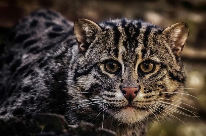 Fishing cat - cat, Catomafia, The photo, wildlife, Text, Longpost