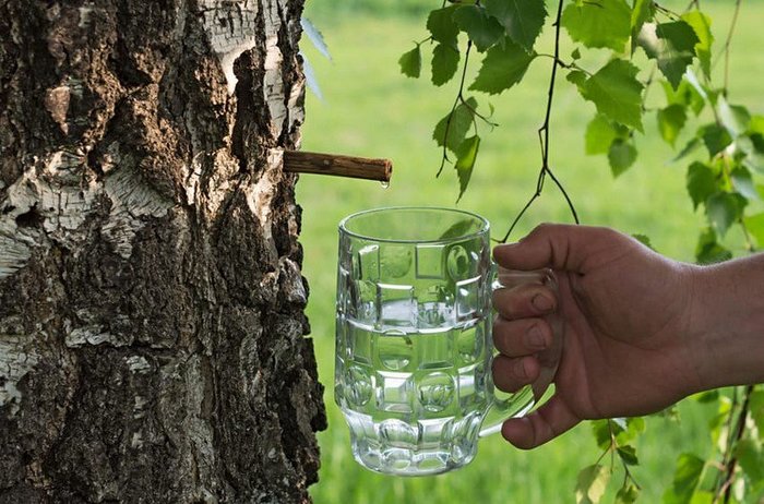 Berezovka. Quick recipe. Delicious, simple, affordable. - My, Moonshine, Recipe, Birch juice, Beverages