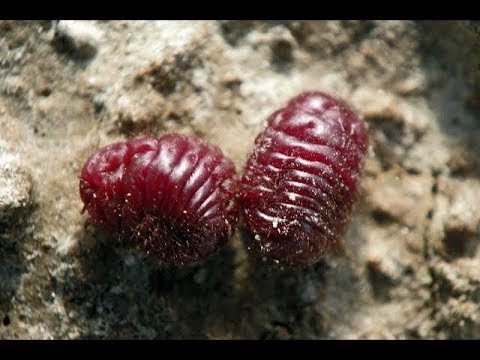 крабовые палочки что мем. Смотреть фото крабовые палочки что мем. Смотреть картинку крабовые палочки что мем. Картинка про крабовые палочки что мем. Фото крабовые палочки что мем