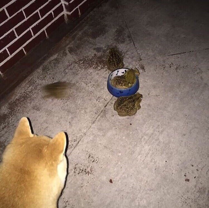 Порода японская, диета французская.