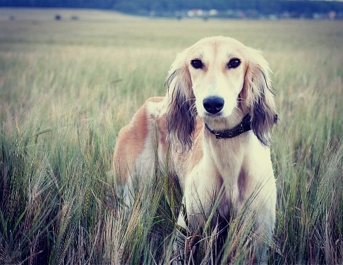 LOST SALUKI!!!! - My, The dog is missing, Dog, Help, Moscow, Elk Island, No rating, Saluki, Lost