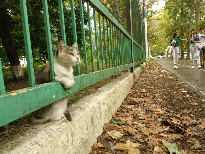 Cat - squirrel - My, cat, Krasnodar, Milota, Longpost