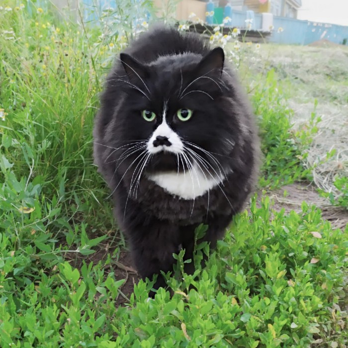 Shadow - My, cat, Moscow, Longpost, Village, Black cat, Story