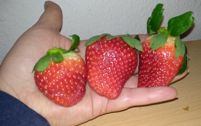 Winter shop strawberry))) - Strawberry, Germany, , Strawberry (plant), Giants