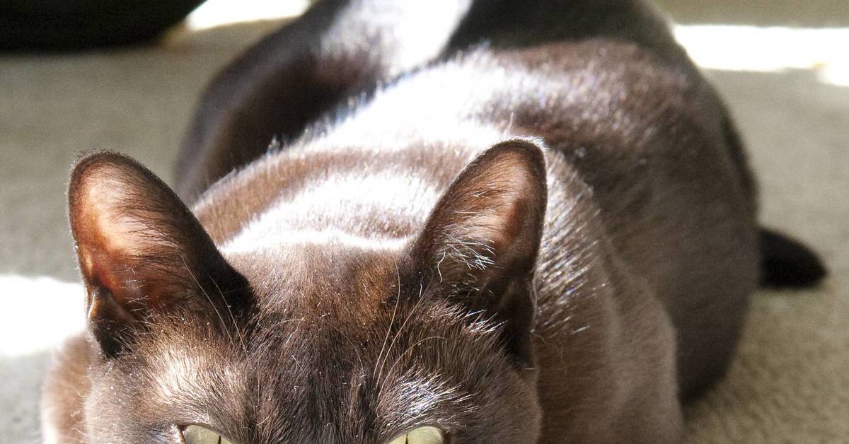 Бурманская кошка шоколадная. Европейская Бурма кошка. Бурманская порода кошек. Бурманская кошка коричневая. Шоколадная Бурманская кошка.