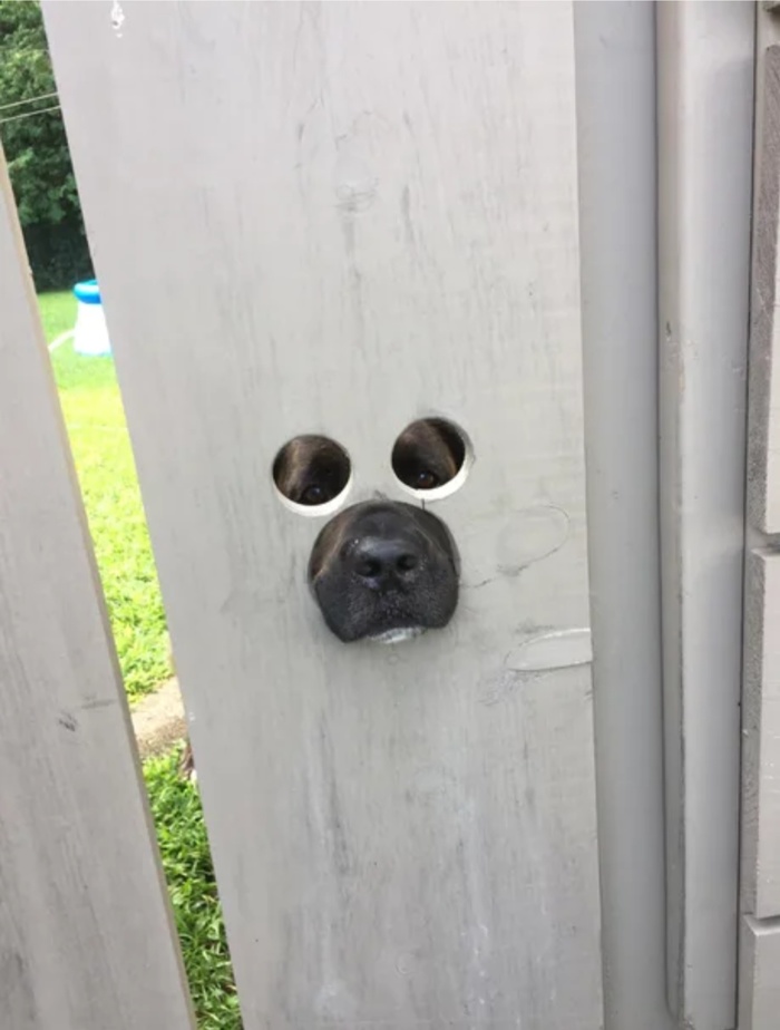 peep dog - Dog, Fence, Eyes