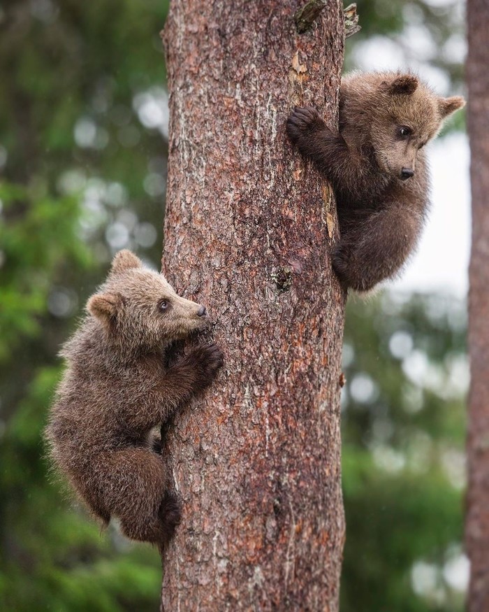 Спасайся кто может! Маша идёт!!!