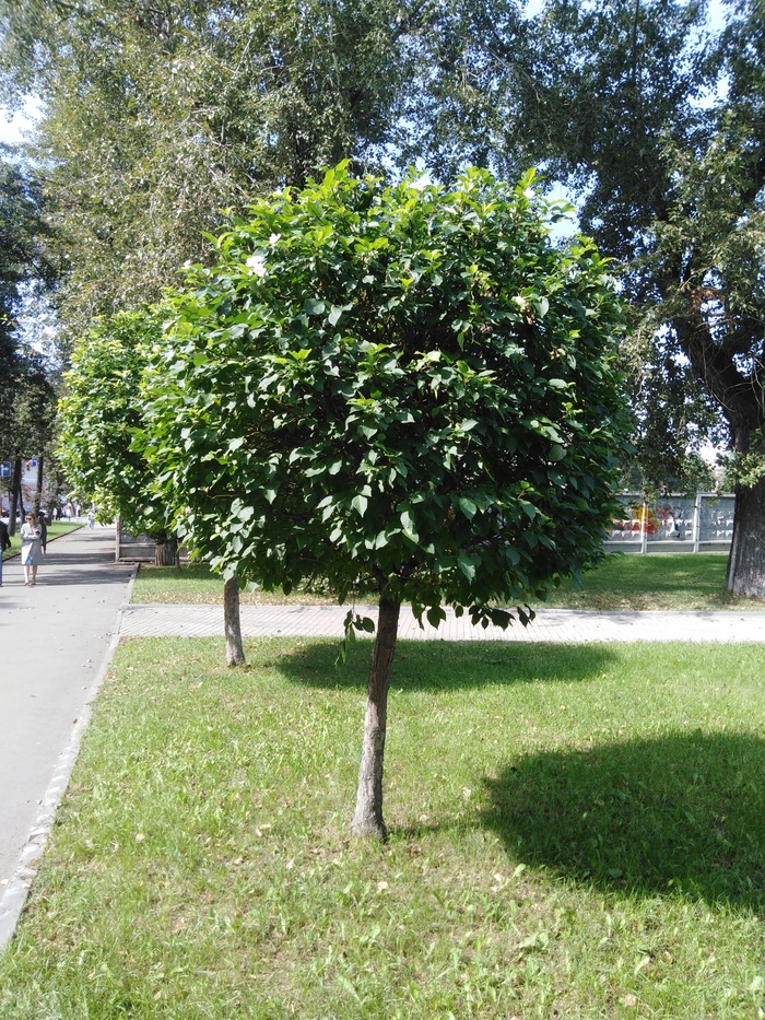 Spring has returned. - My, Town, Apple tree, Bloom, Autumn, Longpost