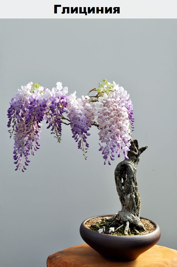 Such a different bonsai - Bonsai, Interesting, Longpost