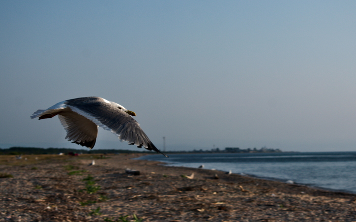 Lemasovo, Republic of Buryatia - My, Birds, Baikal, Coast, Buryatia, Beginning photographer